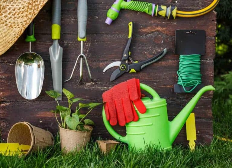 Plant Care Basics