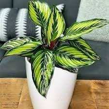 Garden Care